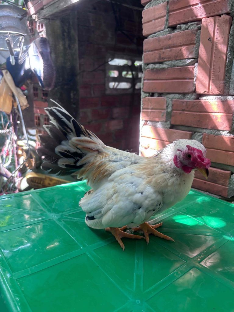 Gà tre mini Đa sắc Dưới 5l. Mua bán Gà tại Huyện Châu Đức Bà Rịa - Vũng Tàu được đăng bởi Ân hình 1