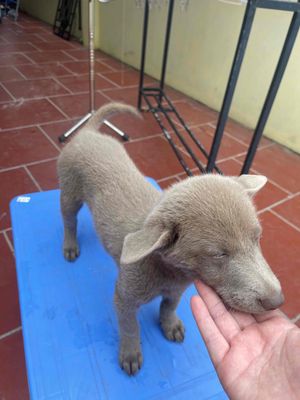 chó bắc hà màu xám hiếm có.. Mua bán Chó tại Huyện Thường Tín Hà Nội được đăng bởi Thu Hoài hình 1