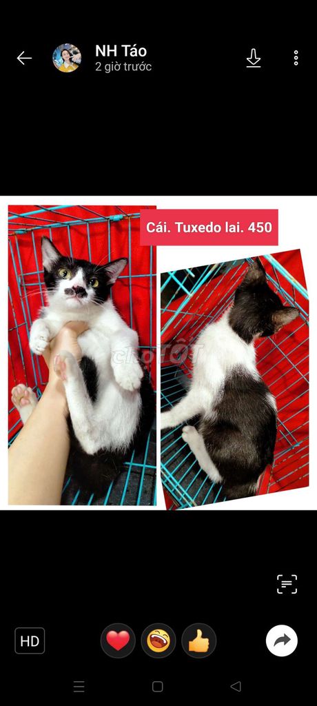 Mèo Tuxedo lai và sọc dưa xinh đẹp 350k. Mua bán Mèo tại Huyện Hóc Môn Tp Hồ Chí Minh được đăng bởi fb NH Táo bán điện thoại và chó mèo có ship hình 1