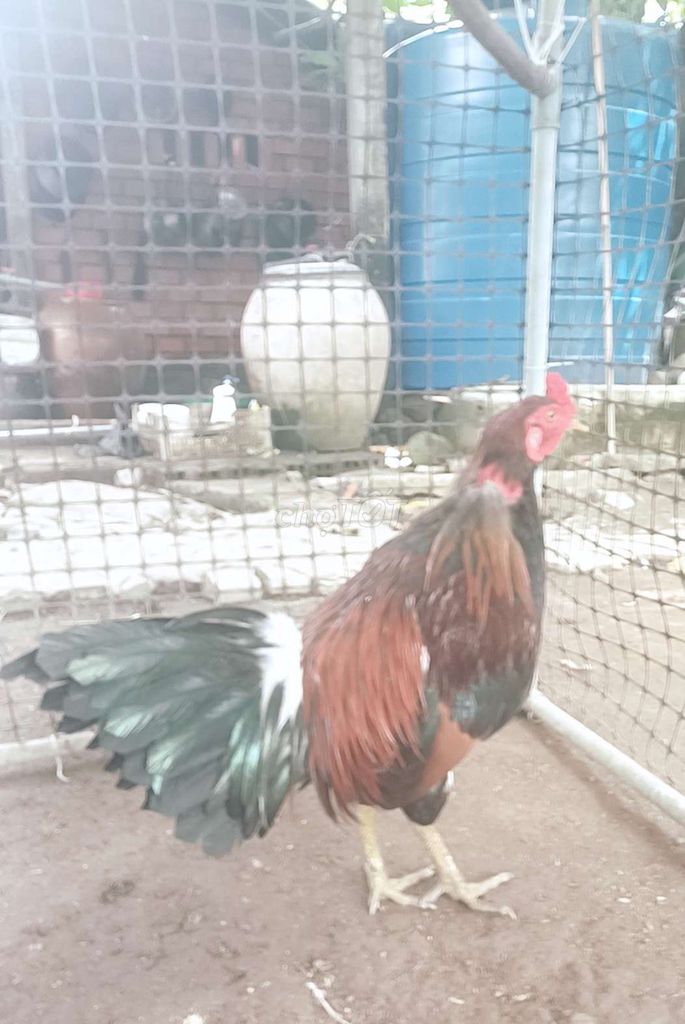 2,4kg xanh chân xanh tay một bốc . Mua bán Gà tại Quận Bình Thuỷ Cần Thơ được đăng bởi nguyen van hien hình 1