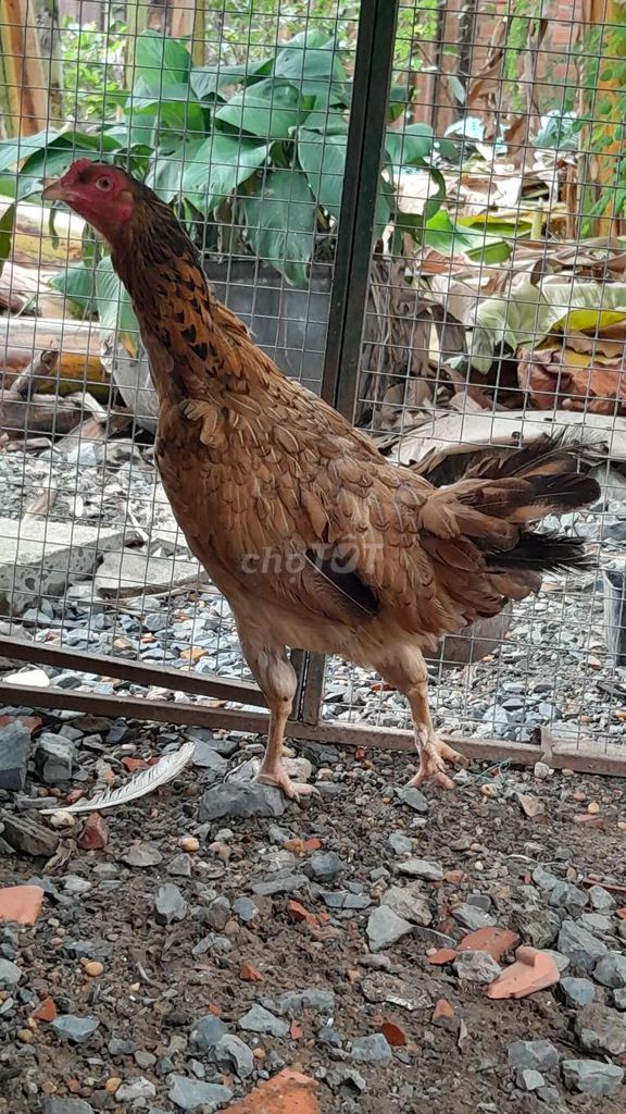 Gà mái Khét 2 cựa 2k1. Mua bán Gà tại Thành phố Thủ Đức Tp Hồ Chí Minh được đăng bởi Trọng Hoàng Kê hình 1