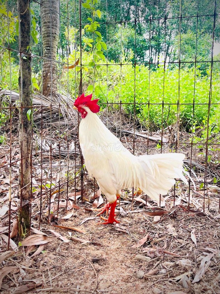 ae mau lẹ có giá tốt. Mua bán Gà tại Thành phố Cà Mau Cà Mau được đăng bởi Minh  hình 1