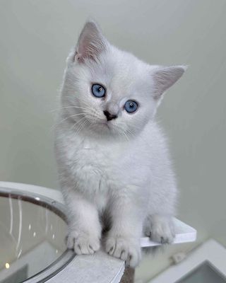Mèo munchkin chân ngắn mắt xanh dương