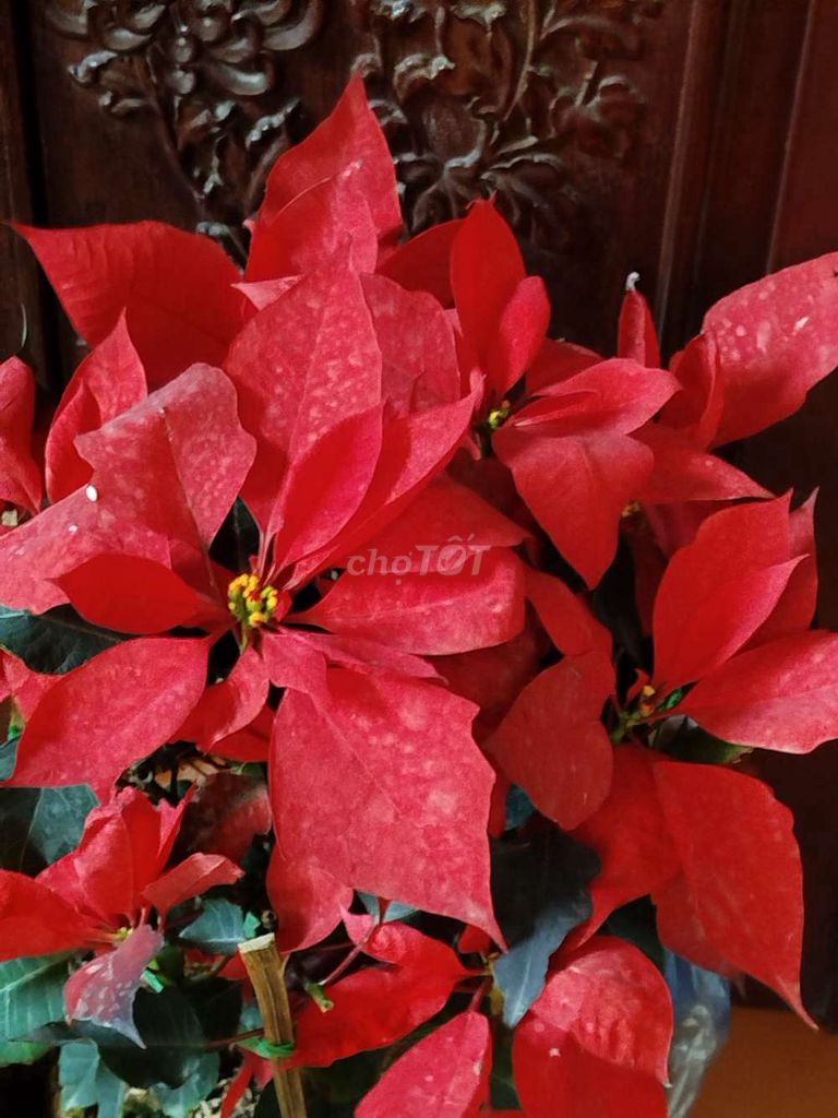 Cây Trạng nguyên Đỏ 55cm. Mua bán Cây cảnh, đồ trang trí tại Quận Hoàng Mai Hà Nội được đăng bởi Nguyễn Minh Thoa hình 1