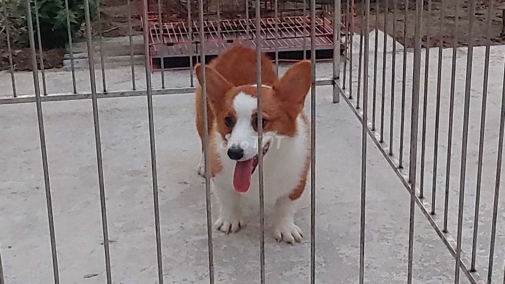 Corgi Đực Hiền Queo