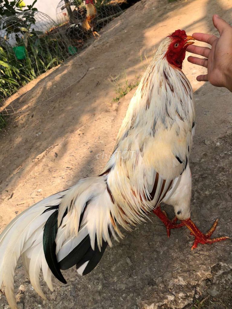 cần kiếm gà tre cỏ. Mua bán Gà tại Huyện Châu Thành Bến Tre được đăng bởi văn tài  hình 1