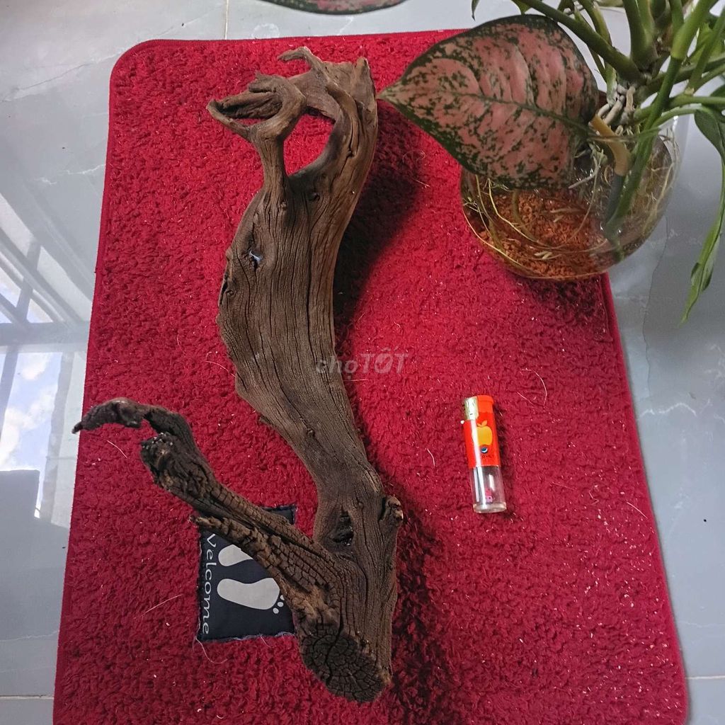 Gỗ lũa trang trí Gỗ tự nhiên 45cm x 25cm. Mua bán Cây cảnh, đồ trang trí tại Thành phố Huế Thừa Thiên Huế được đăng bởi Tý Nguyễn hình 1
