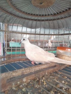 Cu gáy thái trắng hồng tim trắng mỏ đen. Mua bán Chim tại Huyện Hóc Môn Tp Hồ Chí Minh được đăng bởi Hiếu