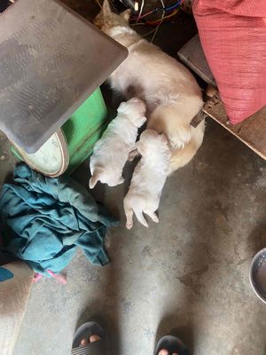 Chó con màu trắng