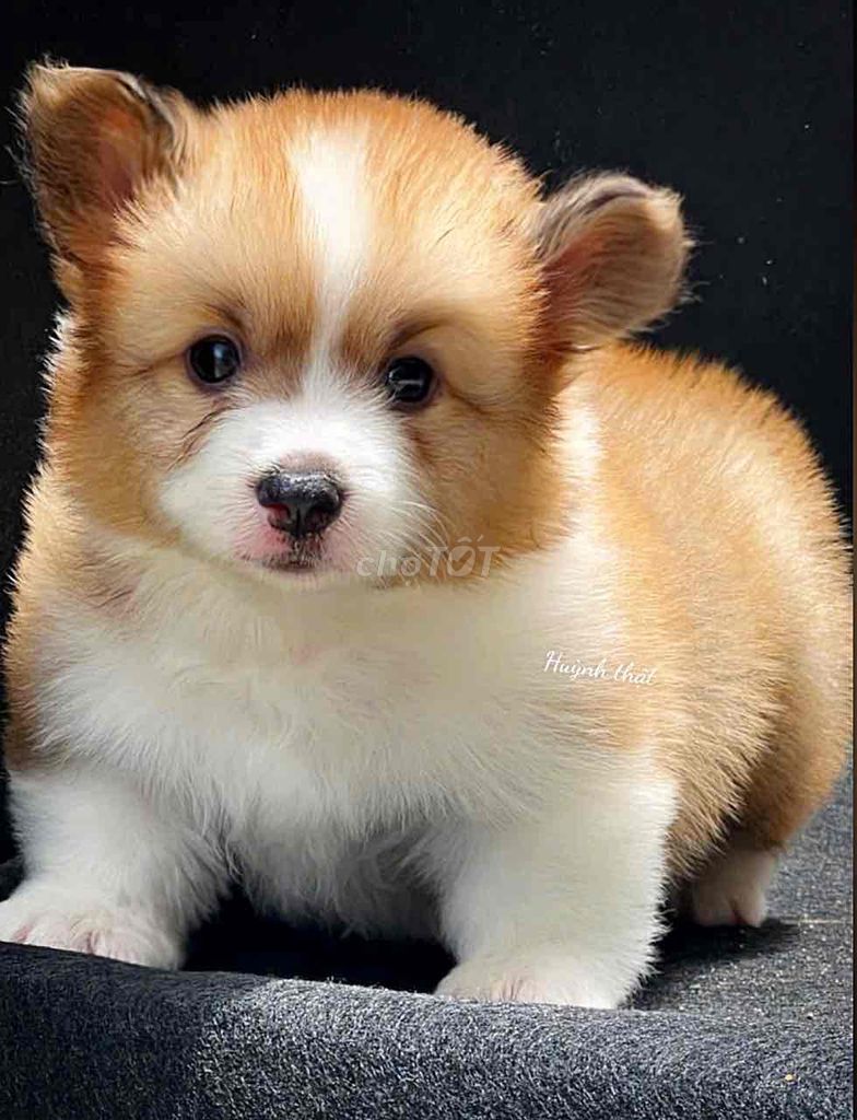 corgi chuẩn mông to chân lùn