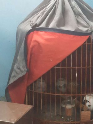 Mình mua từ bác vào bị mái. Mua bán Chim tại Quận 1 Tp Hồ Chí Minh được đăng bởi Ho