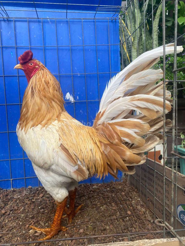 Gà Asil Mỹ đực 3.4kg. Mua bán Gà tại Quận 7 Tp Hồ Chí Minh được đăng bởi Đạt gà Việt  hình 1