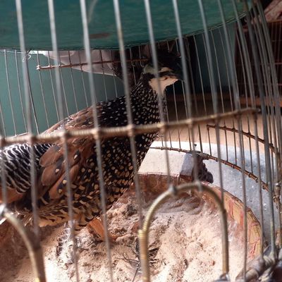 Chim Da da 1 năm lòng gáy lai rai thuần. Mua bán Chim tại Thành phố Thủ Dầu Một Bình Dương được đăng bởi nguyễn