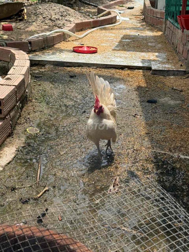 Gà Serama Trắng. Mua bán Gà tại Huyện Thới Lai Cần Thơ được đăng bởi quoc minh hình 1