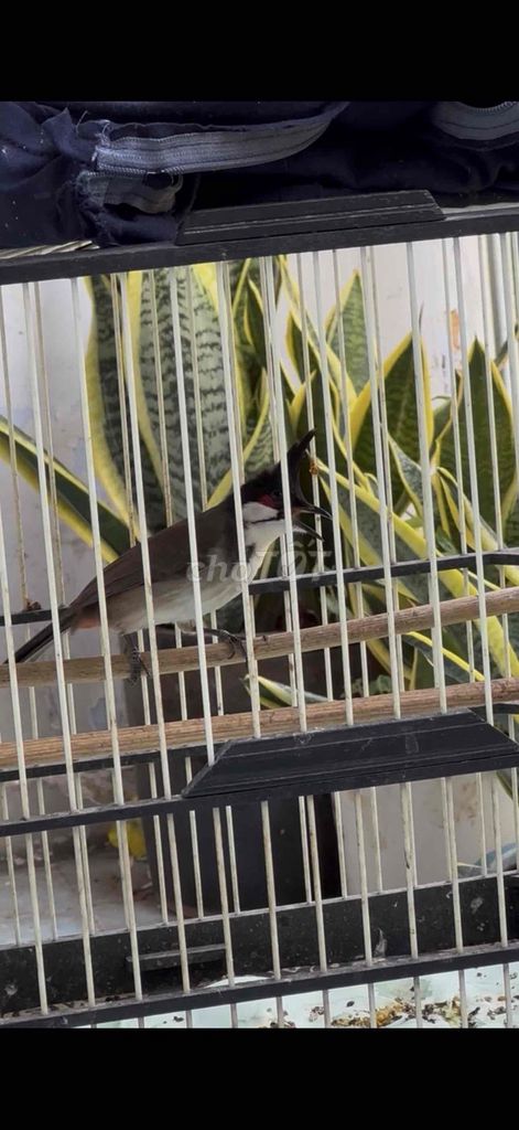 Chim chào mào Quảng Trị. Mua bán Chim tại Quận 4 Tp Hồ Chí Minh được đăng bởi Nguyễn Thành hình 1