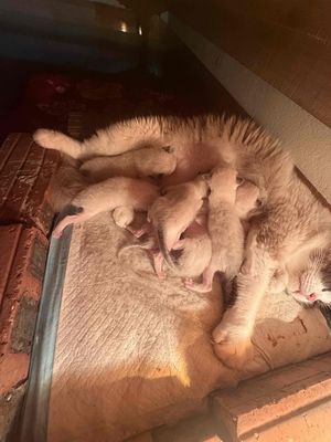 Mèo Ragdoll thuần chủng 20 ngày tuổi