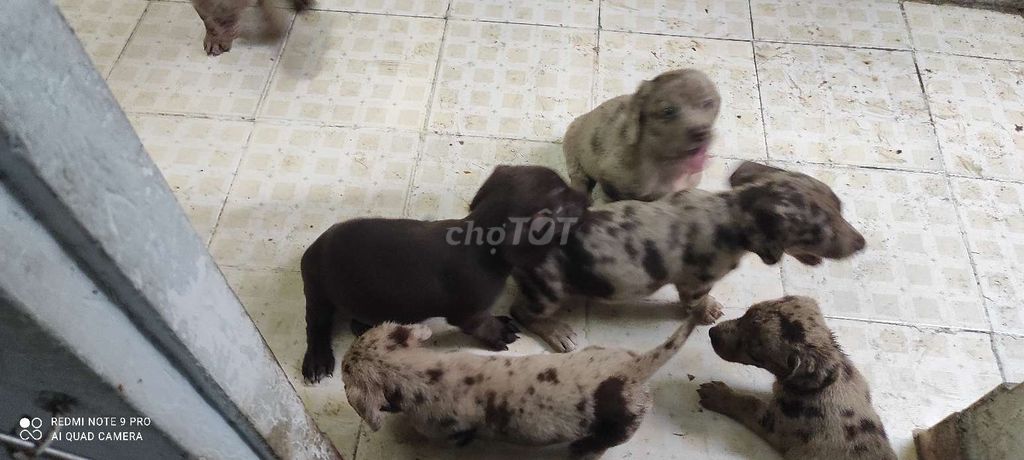 Chó Lạp xưởng  loang 45 ngày tuổi. Mua bán Chó tại Thành phố Thủ Đức Tp Hồ Chí Minh được đăng bởi nguyễn thị kim huyền hình 1