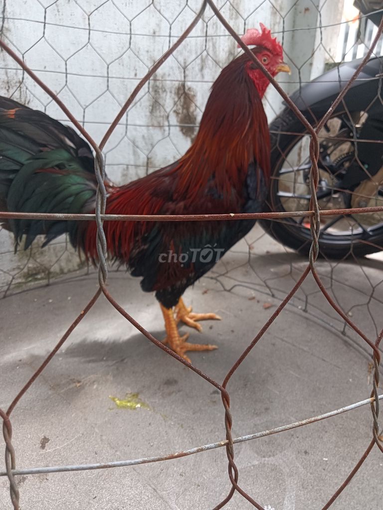 Gà nồi 3kg5 cần bán đi biển 1tr2 còn thương lượng. Mua bán Gà tại Thành phố Rạch Giá Kiên Giang được đăng bởi Đoàn Huy hình 1