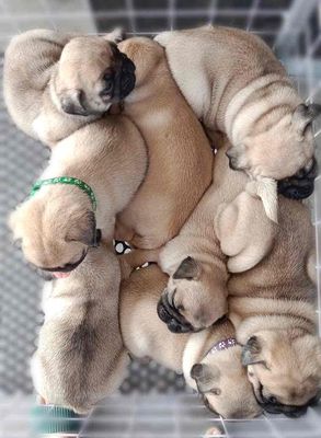 Mặt xệ đáng yêu