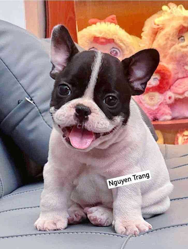 bullpháp bò sữa đẹp. Mua bán Chó tại Quận Bình Tân Tp Hồ Chí Minh được đăng bởi Trang  hình 1