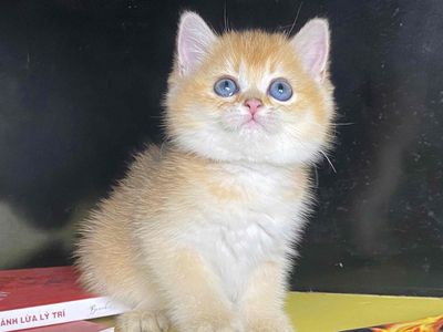 Mèo Anh lông ngắn Golden Cái đã tiêm