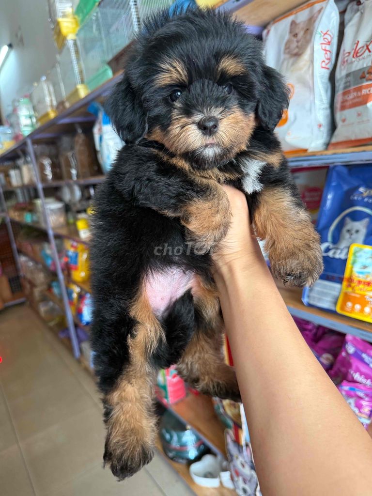 Bầy cún Poodle F1 siêu cute. Mua bán Chó tại Thành phố Buôn Ma Thuột Đắk Lắk được đăng bởi Khoa hình 6
