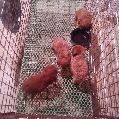 Chó Sóc = Poodle=Lạp xưởng