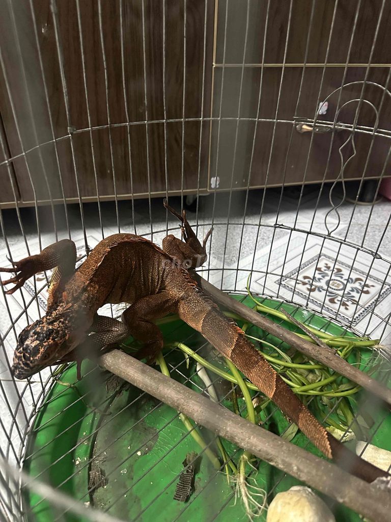 rồng Nam Mỹ. Mua bán Thú cưng khác tại Quận Bình Tân Tp Hồ Chí Minh được đăng bởi Nguyen duc anh hình 1