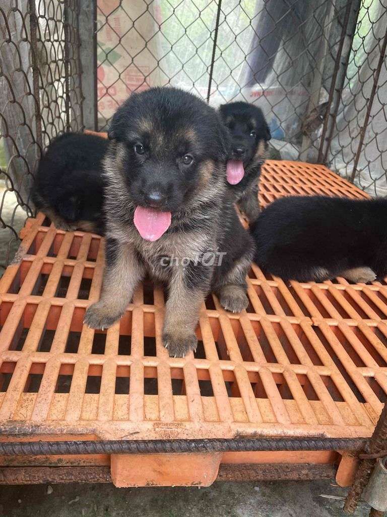 Chó Becgie lai đen vàng 1.5 tháng. Mua bán Chó tại Thành phố Phan Rang-Tháp Chàm Ninh Thuận được đăng bởi bbbccc hình 1