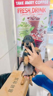 Bán Chó Lạp Xưởng Thuần Chủng Giá Rẻ. Mua bán Chó tại Quận 12 Tp Hồ Chí Minh được đăng bởi Giàu Văn