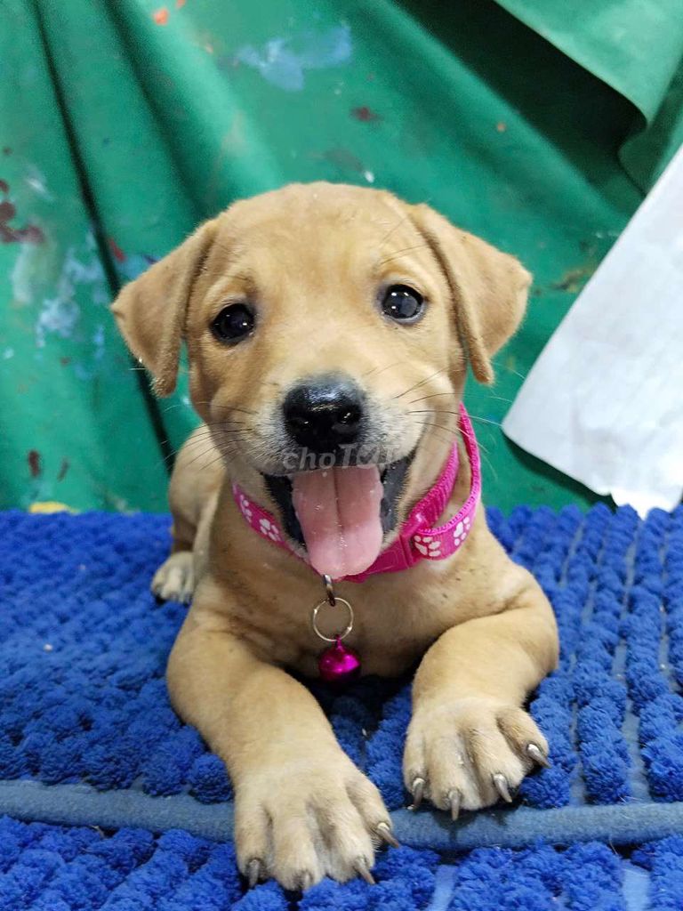 Chó Labrador vàng dễ thương nghe lời chủ. Mua bán Chó tại Quận Bình Tân Tp Hồ Chí Minh được đăng bởi Nguyễn Hằng hình 1