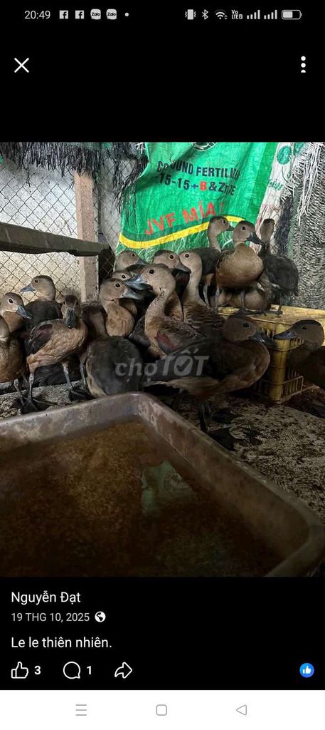 Le le nuôi cảnh to béo. Mua bán Thú cưng khác tại Quận Long Biên Hà Nội được đăng bởi tổng kho gia dụng  hình 1