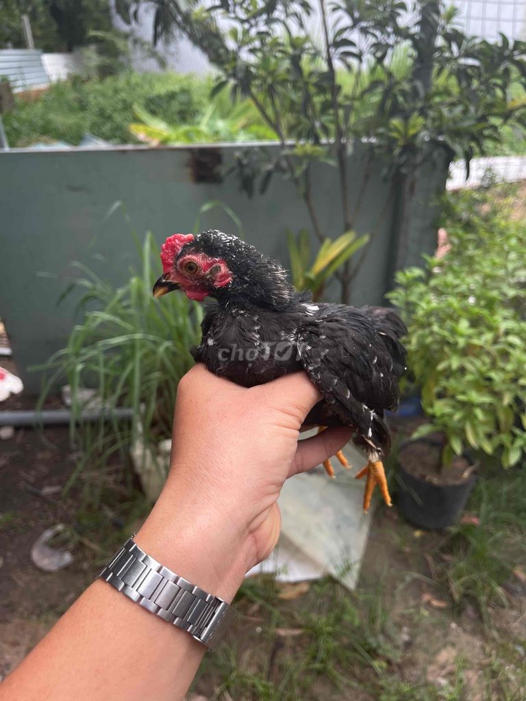 Gà con giống tốt màu chuối đen. Mua bán Gà tại Huyện Long Thành Đồng Nai được đăng bởi Hoàng Huỳnh hình 1