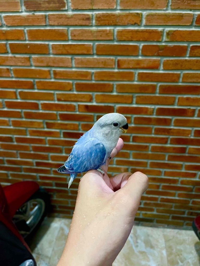Vẹt Love bird xanh da trời baby. Mua bán Chim tại Quận Sơn Trà Đà Nẵng được đăng bởi Vu Nguyen hình 1