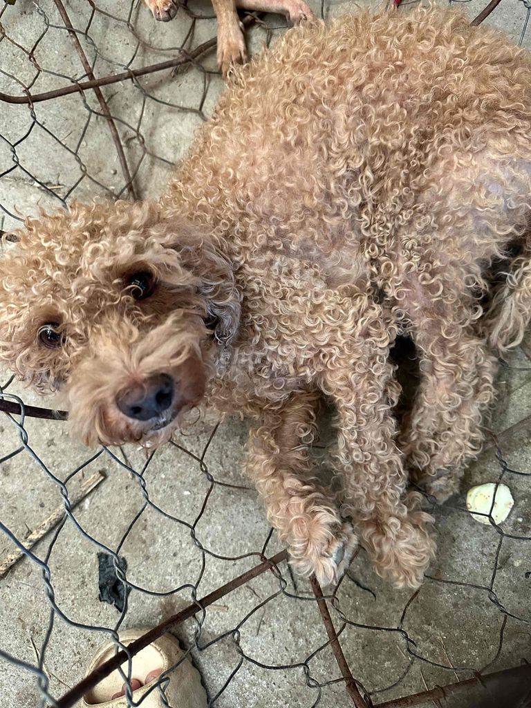 Chó Poodle Cái màu Nâu. Mua bán Chó tại Huyện Gia Lâm Hà Nội được đăng bởi Vũ Văn Hưng hình 1