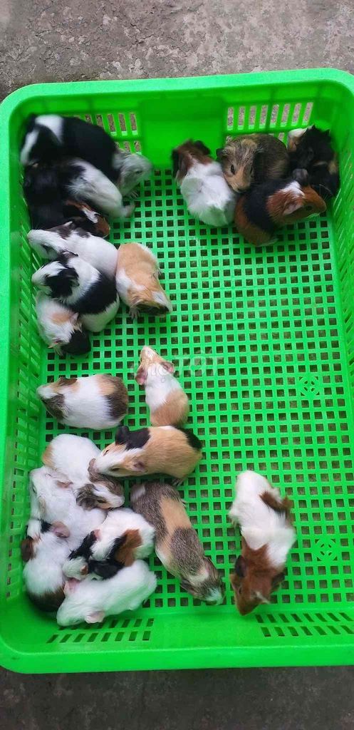 Chuột lang nhiều màu. Mua bán Thú cưng khác tại Thành phố Tân An Long An được đăng bởi Quỳnh Vy hình 1