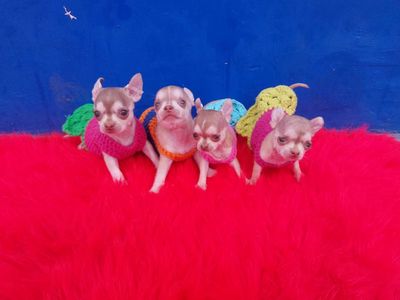 Chihuahua màu husky hồng phấn