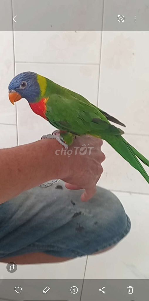 Vẹt Lory Rainbow nhiều màu. Mua bán Chim tại Huyện Hóc Môn Tp Hồ Chí Minh được đăng bởi caoky hình 1