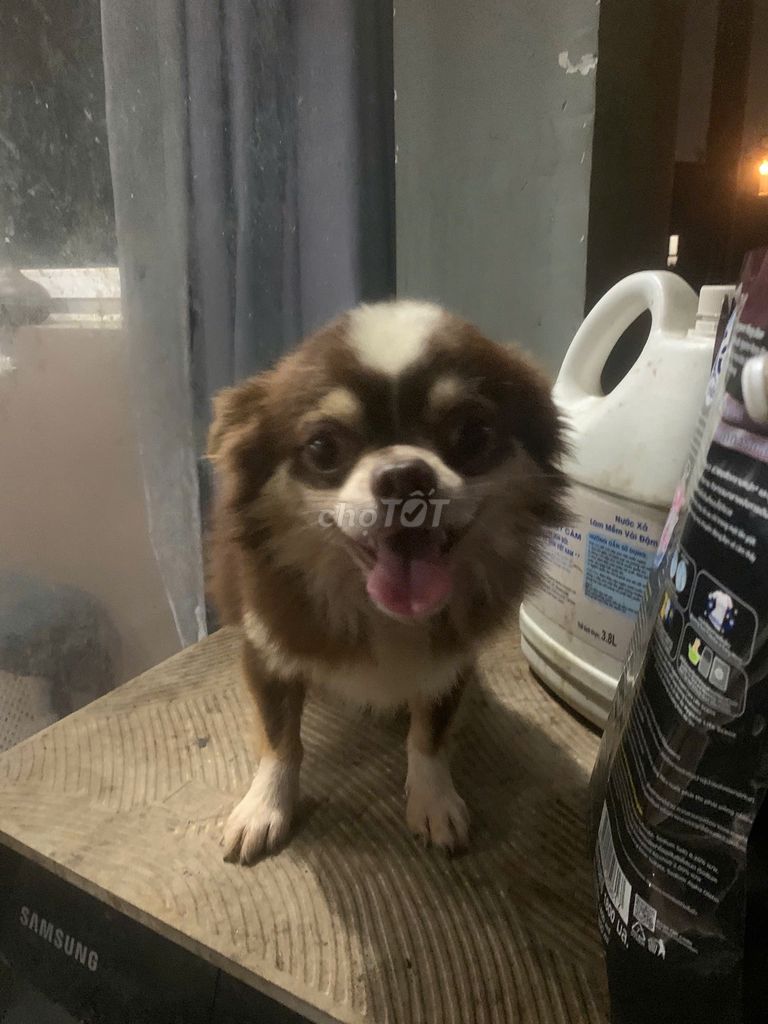 Chó Chihuahua đực trên 1 tuổi. Mua bán Chó tại Thành phố Thủ Đức Tp Hồ Chí Minh được đăng bởi Thanh Nguyen hình 1