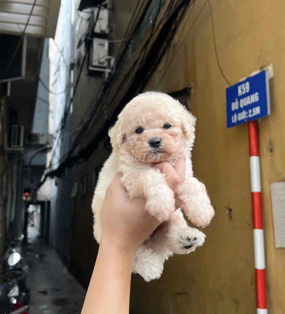 poodle nhà đẻ ,full giấy tờ và vaxcin