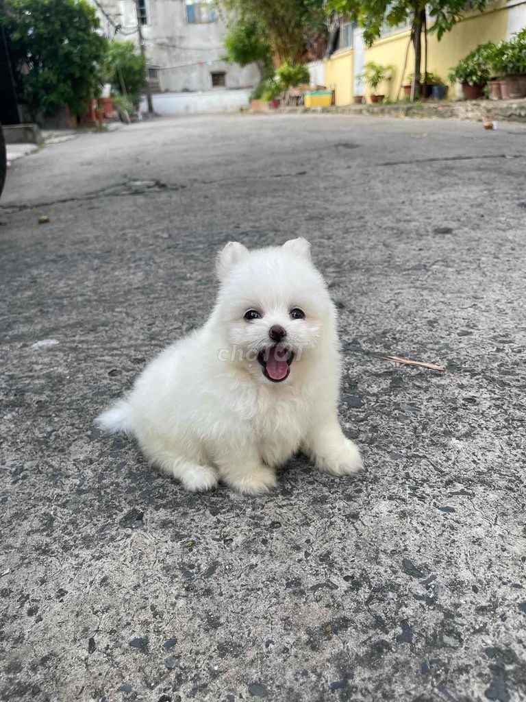 bichon mix phóc sóc. Mua bán Chó tại Quận Bình Thạnh Tp Hồ Chí Minh được đăng bởi Nguyễn phúc hình 1