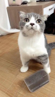 Mèo Anh lông ngắn màu xám trắng 9 tháng tuổi
