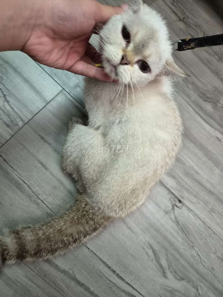 Mèo Anh cái gần 3kg màu trắng. Mua bán Mèo tại Quận 12 Tp Hồ Chí Minh được đăng bởi Quý hình 1