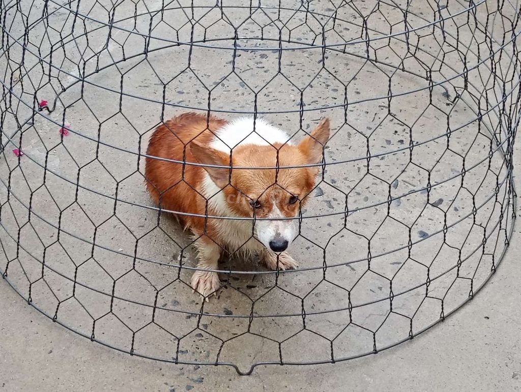 Chó Corgi Cái Choai Choai . Mua bán Chó tại Quận 6 Tp Hồ Chí Minh được đăng bởi Nhân Rottweiler  hình 1