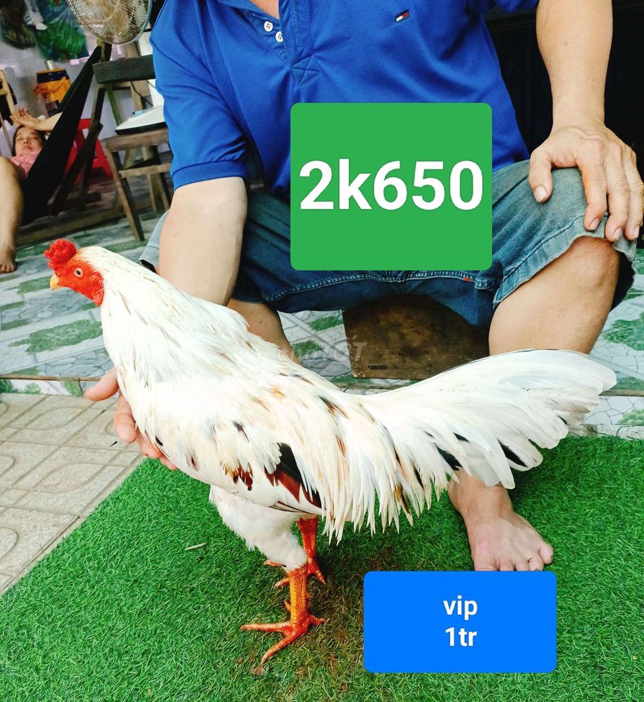 bướm 2k650. vip. Mua bán Gà tại Huyện Mỏ Cày Bắc Bến Tre được đăng bởi Đinh Vũ Linh gà đá Bến Tre hình 1