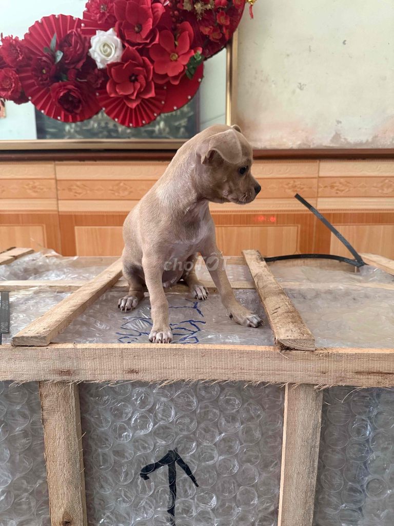 Chó Chihuahua lai nhỏ Nâu vàng đã tiêm phòng. Mua bán Chó tại Thành phố Hải Dương Hải Dương được đăng bởi Quang Linh hình 1