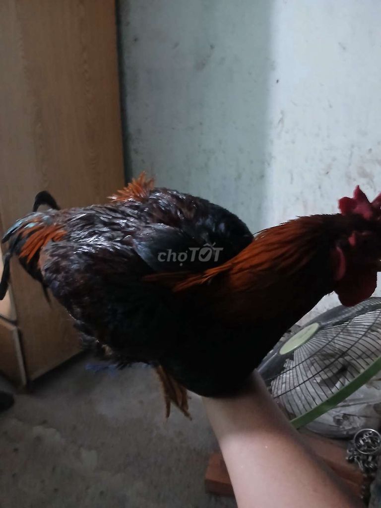 Gà nòi Trống 6 tháng 2.7kg. Mua bán Gà tại Quận Bình Tân Tp Hồ Chí Minh được đăng bởi anh hình 1