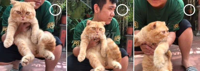 nhà có trẻ em không nuôi nữa,cần đi. Mua bán Mèo tại Huyện Gia Lâm Hà Nội được đăng bởi Pham hòa hình 1