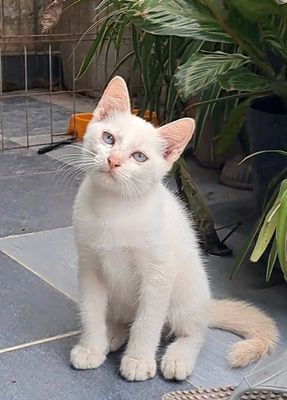  Bạch công tử, (mẹ là tam thể dáng quý tộc)🌀🏡❤️