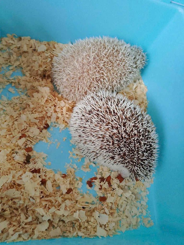 Thanh lý cặp như hình có giảm